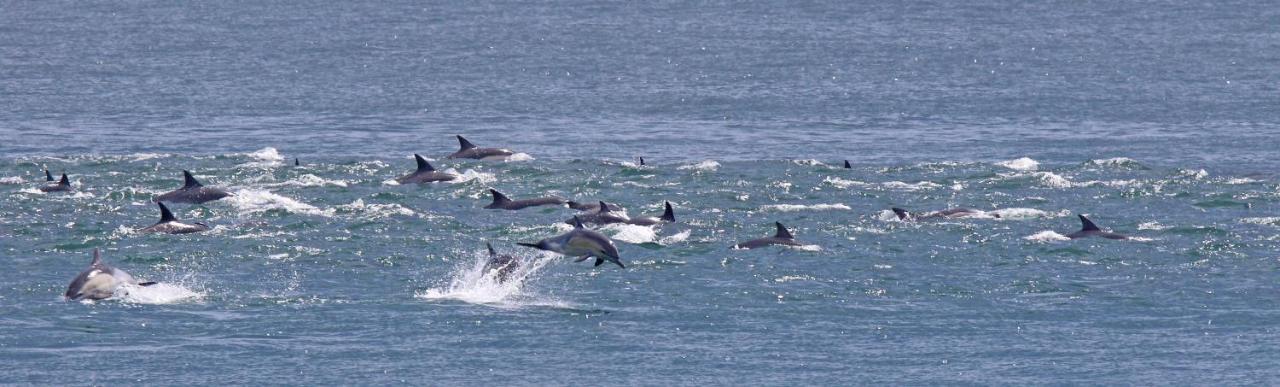 Dolphin Inn Guesthouse Cape Town Dış mekan fotoğraf